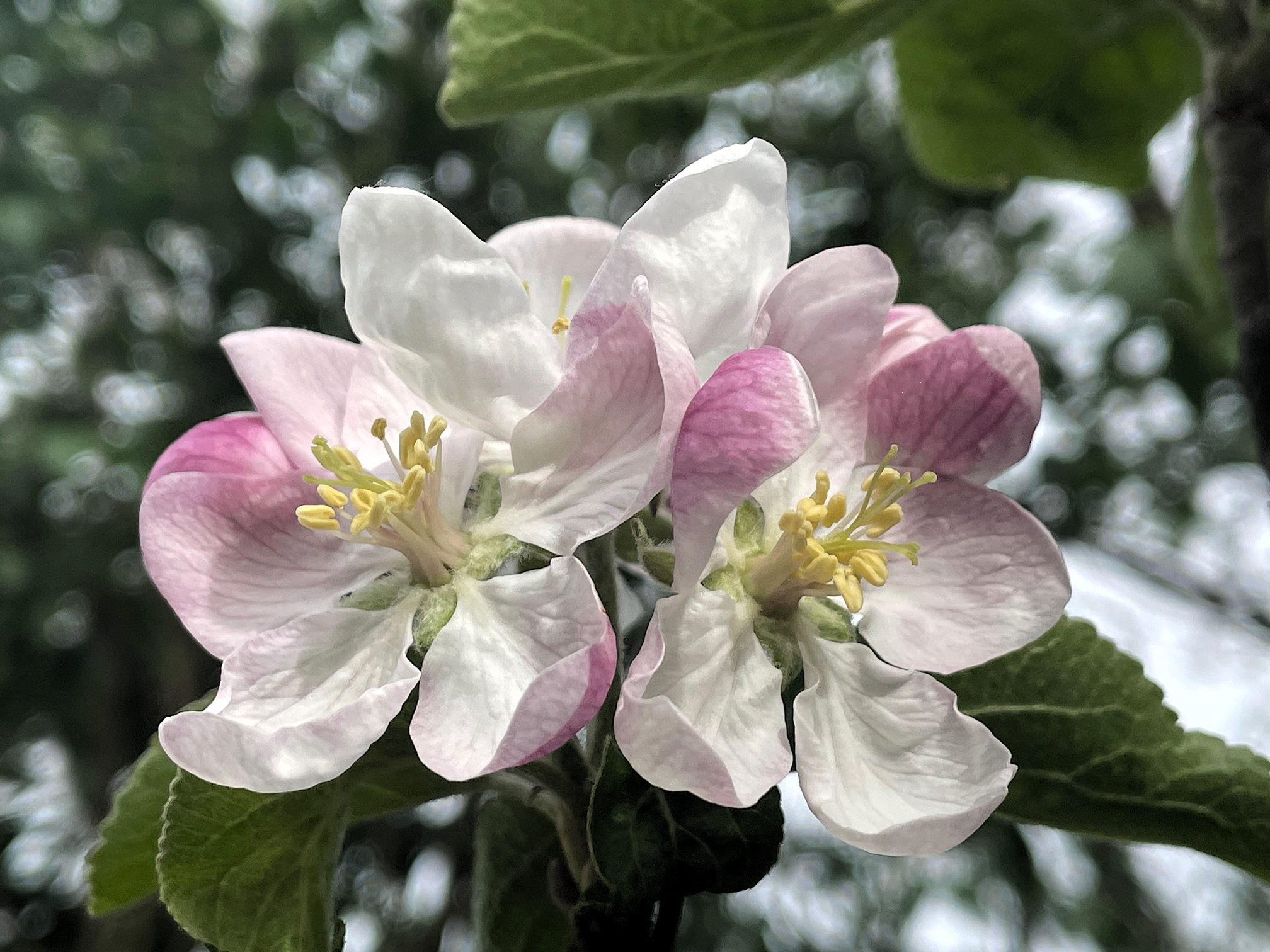 Blüte am Apfelbaum