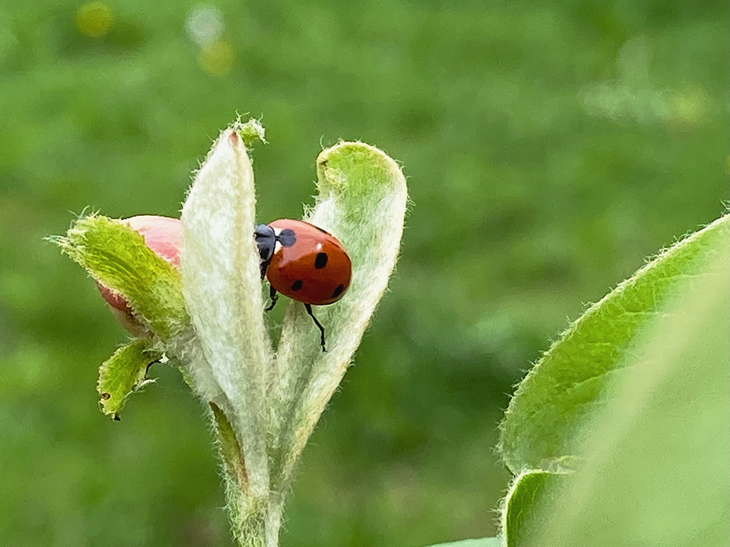 Marienkäfer auf Apfelblüte