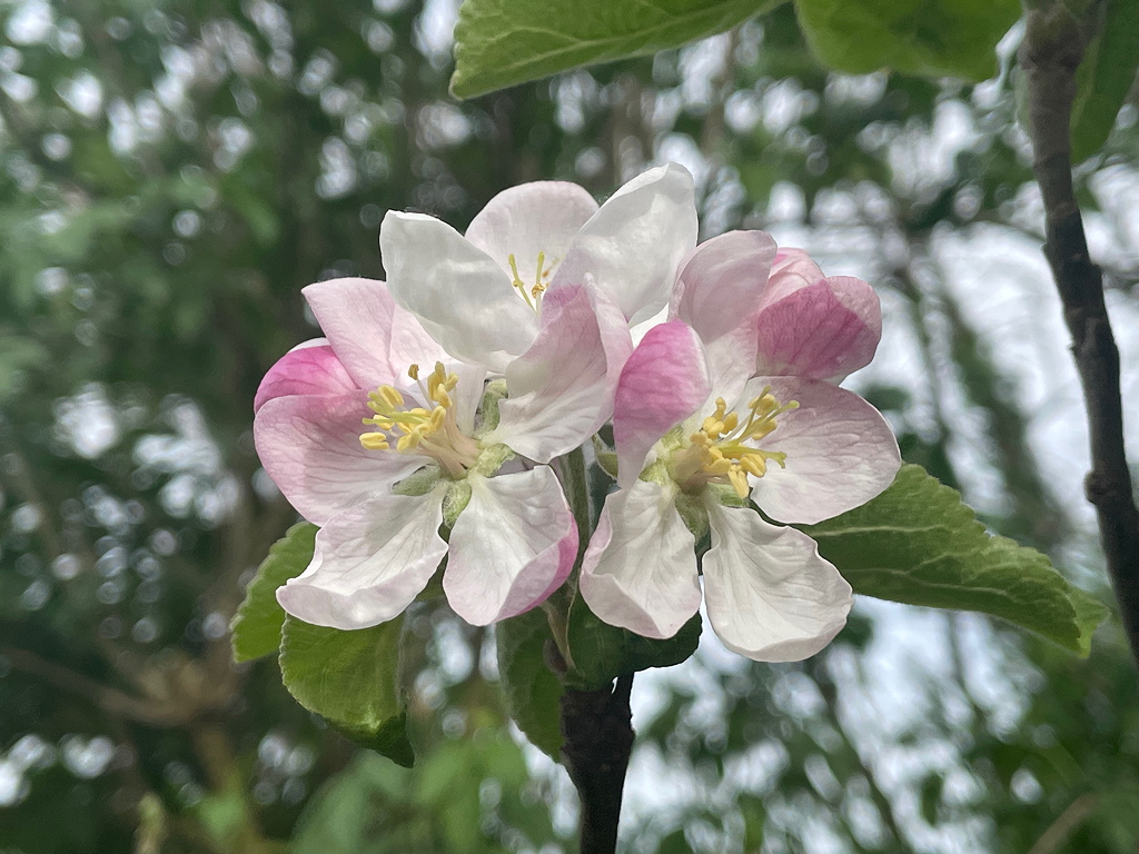 Apfelblüte